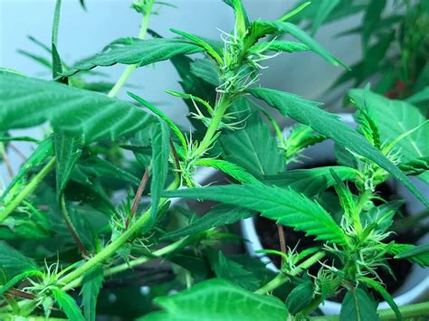 Dec 18, 2019 Autoflowering seeds will automatically kick into flowering after 3 to 4 weeks of vegetative growth (depending on the strain you are growing) with no change in lighting. . Autoflower pistils but no buds